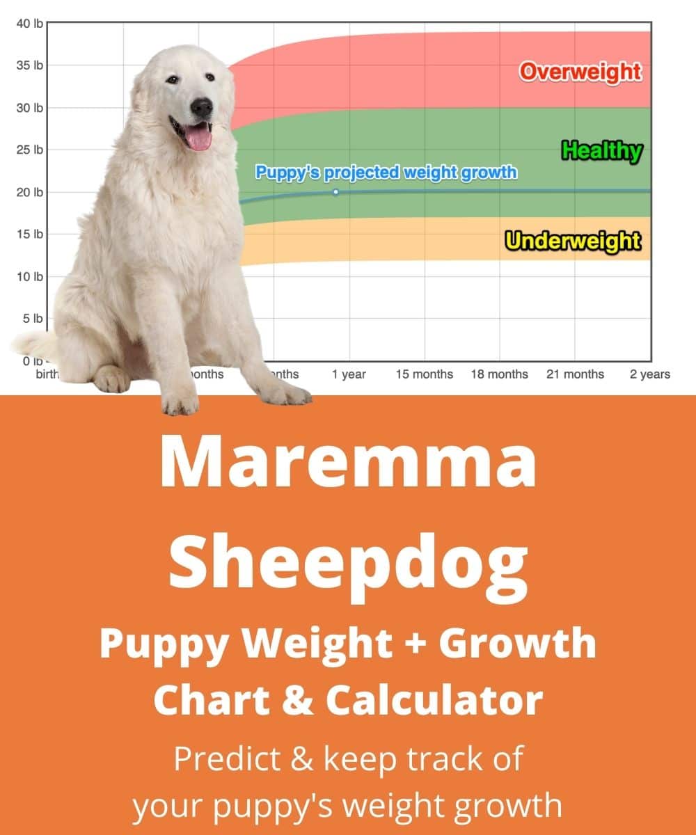 Maremma dog deals size